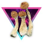 ZAPE Magic Mushrooms